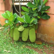 Load image into Gallery viewer, Puspita Nursery Rare Dwarf Vietnam Jackfruit Imported Live Plant Produce 2 Times Fruit in the Year
