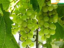 Load image into Gallery viewer, Puspita Nursery Grafted Sweet Grape Fruit Live Plant Seedless Thai Variety All Weather of India Adjustable
