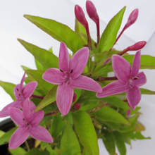 Load image into Gallery viewer, Puspita Nursery Pink Tagar Live Plant Single Pink flower for Daily Worship.
