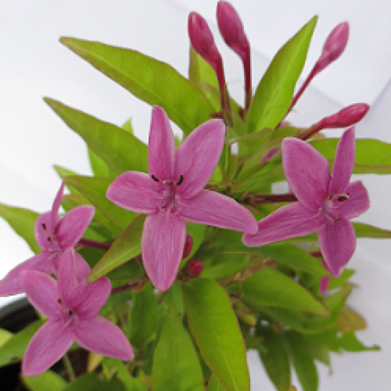 Puspita Nursery Pink Tagar Live Plant Single Pink flower for Daily Worship.