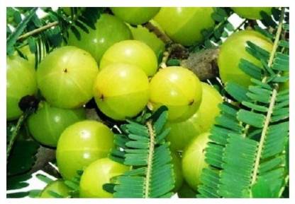 Grafted Thai Amla Sweet Gooseberry Phyllanthus Emblica Nelli Amlika Usiri Live Plant Fresh & Healthy