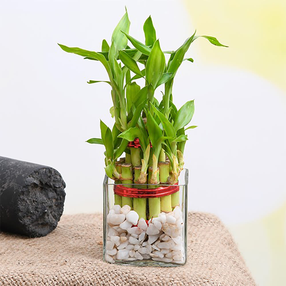 Puspita Nursery Two Layer Lucky Bamboo Plant with clear glass