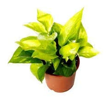 Load image into Gallery viewer, Puspita Nursery Money Plant Indoor Oxygen &amp; Air Purifier Plant Golden Pothose in Plastic Pot
