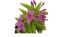 Load image into Gallery viewer, Puspita Nursery Pink Tagar Live Plant Single Pink flower for Daily Worship.
