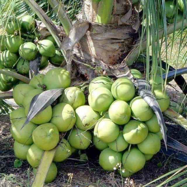 Vietnam Coconut Tree Mekong Delta Vietnam Dwarf Plant. Producing Fruit within 2 Years.