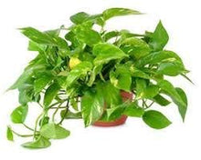 Load image into Gallery viewer, Puspita Nursery Money Plant Indoor Oxygen &amp; Air Purifier Plant Golden Pothose in Plastic Pot
