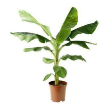 Load image into Gallery viewer, Puspita Nursery Tissue Culture Banana Kela Plant for Home Gardening Rare Variety
