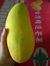 Load image into Gallery viewer, Noorjahan Mango Plant Produce Big Size Mango Fruit Like 4 to 5 Kg Each

