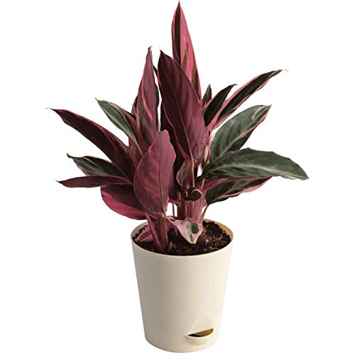 Stromanthe Triostar Plant with Pot - Medium