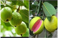 Load image into Gallery viewer, Puspita Nursery Taiwan Pink Guava Rare Dwarf Variety Grafted Live Plant Short Time Fruit
