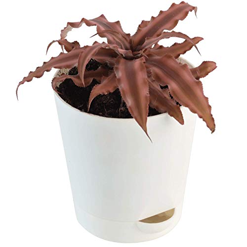 Cryptanthus Brown - Earth Star Plant with Pot