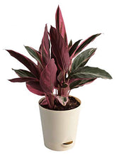 Load image into Gallery viewer, Stromanthe Triostar Plant with Pot - Medium
