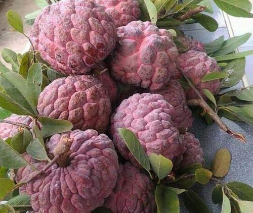 Rare Thai Sugar-Apple Sitafal fruit Plant (Annona squamosa) Rare Variety Fresh & Healthy Plant