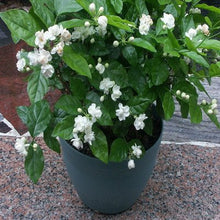 Load image into Gallery viewer, Puspita Nursery Rare ARABIAN Jasmine White Flower (Variety Of Jasmine) 1 Live Healthy Plant
