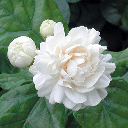 Puspita Nursery Rare ARABIAN Jasmine White Flower (Variety Of Jasmine) 1 Live Healthy Plant