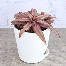 Load image into Gallery viewer, Cryptanthus Brown - Earth Star Plant with Pot

