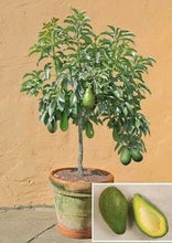 Load image into Gallery viewer, Puspita Nursery Rare Dwarf Hass Avocado Plant Persea americana 1 Healthy Live Plant
