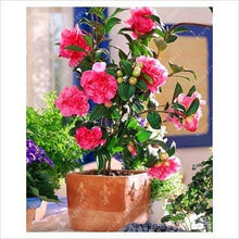 Load image into Gallery viewer, Live Camellia Flower Plant in Pot Healthy &amp; Fresh

