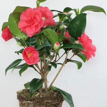 Load image into Gallery viewer, Live Camellia Flower Plant in Pot Healthy &amp; Fresh
