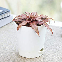 Load image into Gallery viewer, Cryptanthus Brown - Earth Star Plant with Pot
