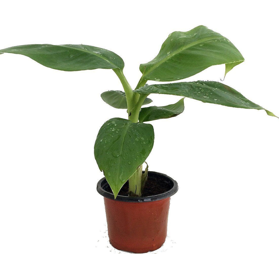 Puspita Nursery Tissue Culture Banana Kela Plant for Home Gardening Rare Variety