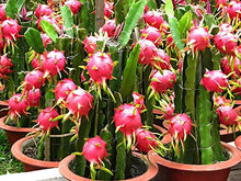 Load image into Gallery viewer, Puspita Nursery Dragon Fruit Plant Imported Thai Variety Produce Big Size Pink Color Fruit
