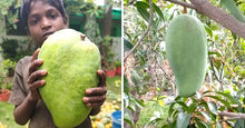 Load image into Gallery viewer, Noorjahan Mango Plant Produce Big Size Mango Fruit Like 4 to 5 Kg Each
