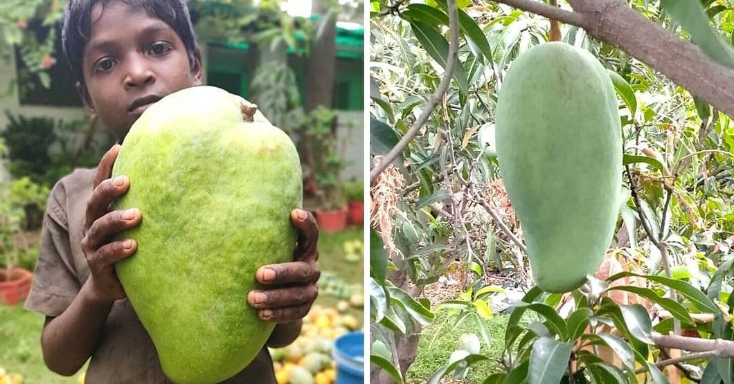 Noorjahan Mango Plant Produce Big Size Mango Fruit Like 4 to 5 Kg Each