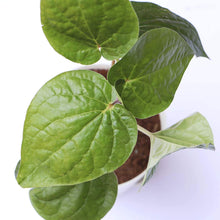 Load image into Gallery viewer, Puspita Nursery Betel Leaf Calcutta Paan Live Plant with Self Watering Pot
