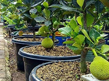 Load image into Gallery viewer, Puspita Nursery Rare Dwarf Vietnam Jackfruit Imported Live Plant Produce 2 Times Fruit in the Year
