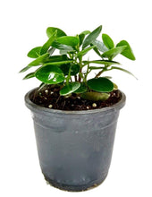 Load image into Gallery viewer, Puspita Nursery Ficus Microcarpa Indoor Plant with Pot
