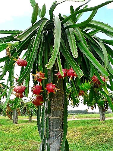 Puspita Nursery Dragon Fruit Plant Imported Thai Variety Produce Big Size Pink Color Fruit
