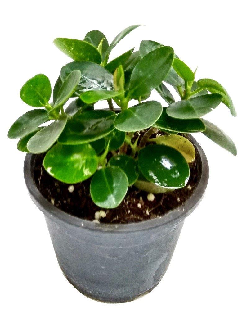 Puspita Nursery Ficus Microcarpa Indoor Plant with Pot