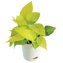 Load image into Gallery viewer, Golden Pothos Online, Money Plant, Indoor Plants, Air Purifying Indoor Plants
