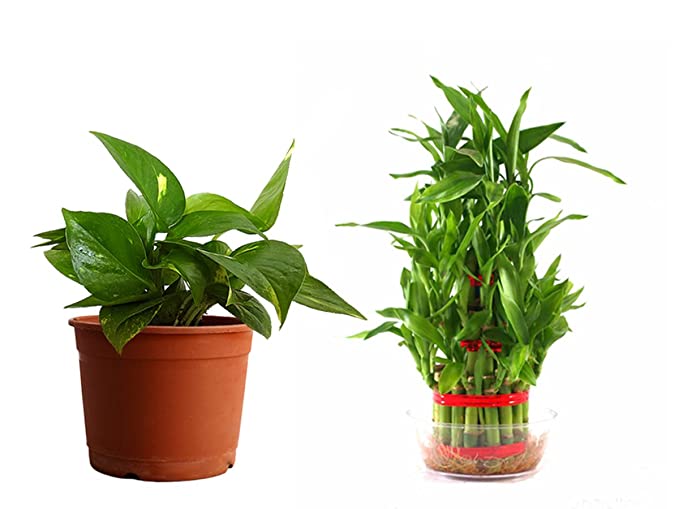 Puspita Nursery Two layer lucky Bamboo Combo with Money Plant