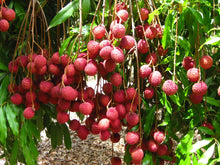 Load image into Gallery viewer, Puspita Nursery Thai Litchi Sweet Healthy &amp; Fresh Live Plant Short Time Fruit.
