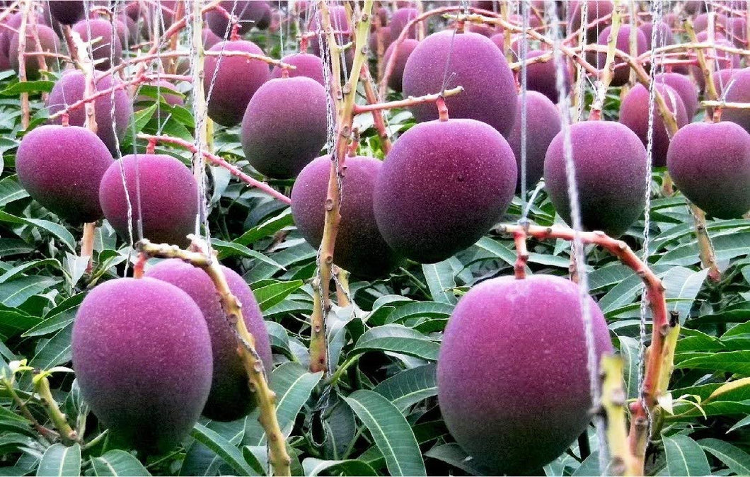 Rare Grafted Thai Mango Living Plant Healthy & Fresh Most Expensive Variety Gives Fruit Round the Year