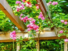 Load image into Gallery viewer, Puspita_Nursery Rare Climbing Rose Living Perennial Plant Pink Color Best for Your Loving Space
