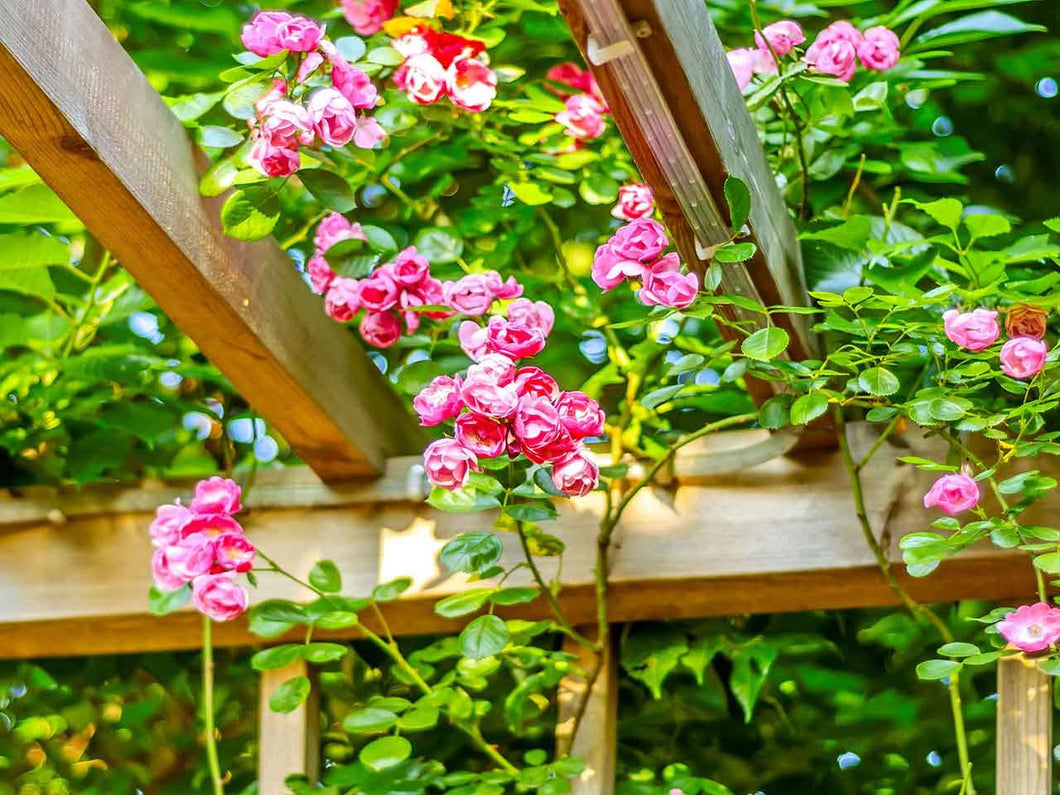 Puspita_Nursery Rare Climbing Rose Living Perennial Plant Pink Color Best for Your Loving Space