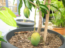 Load image into Gallery viewer, Puspita Nursery Alphonso Mango Plant Grafted
