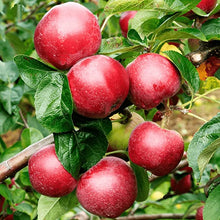 Load image into Gallery viewer, Puspita Nursery Apple Plant Red Color Very Sweet &amp; Juicy
