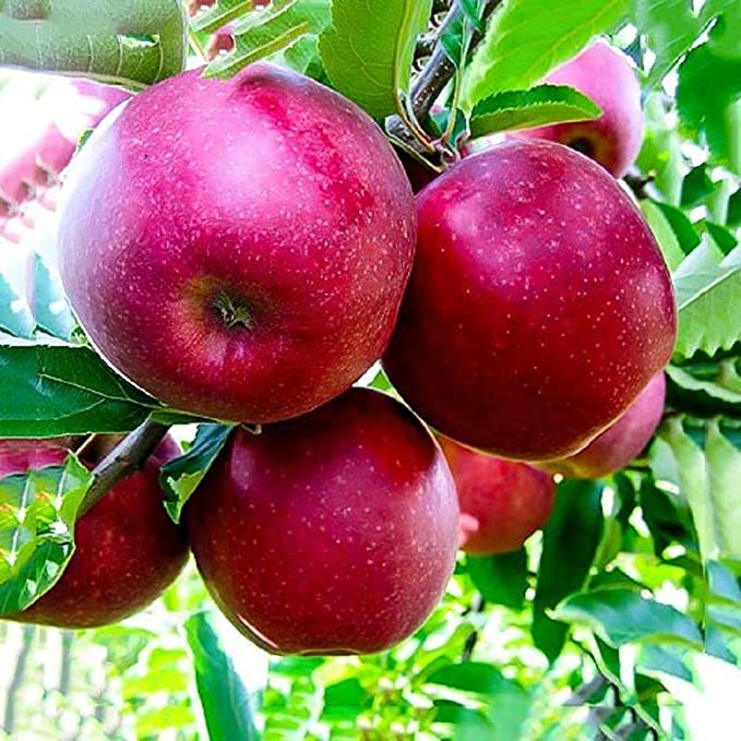 Puspita Nursery Apple Plant Red Color Very Sweet & Juicy