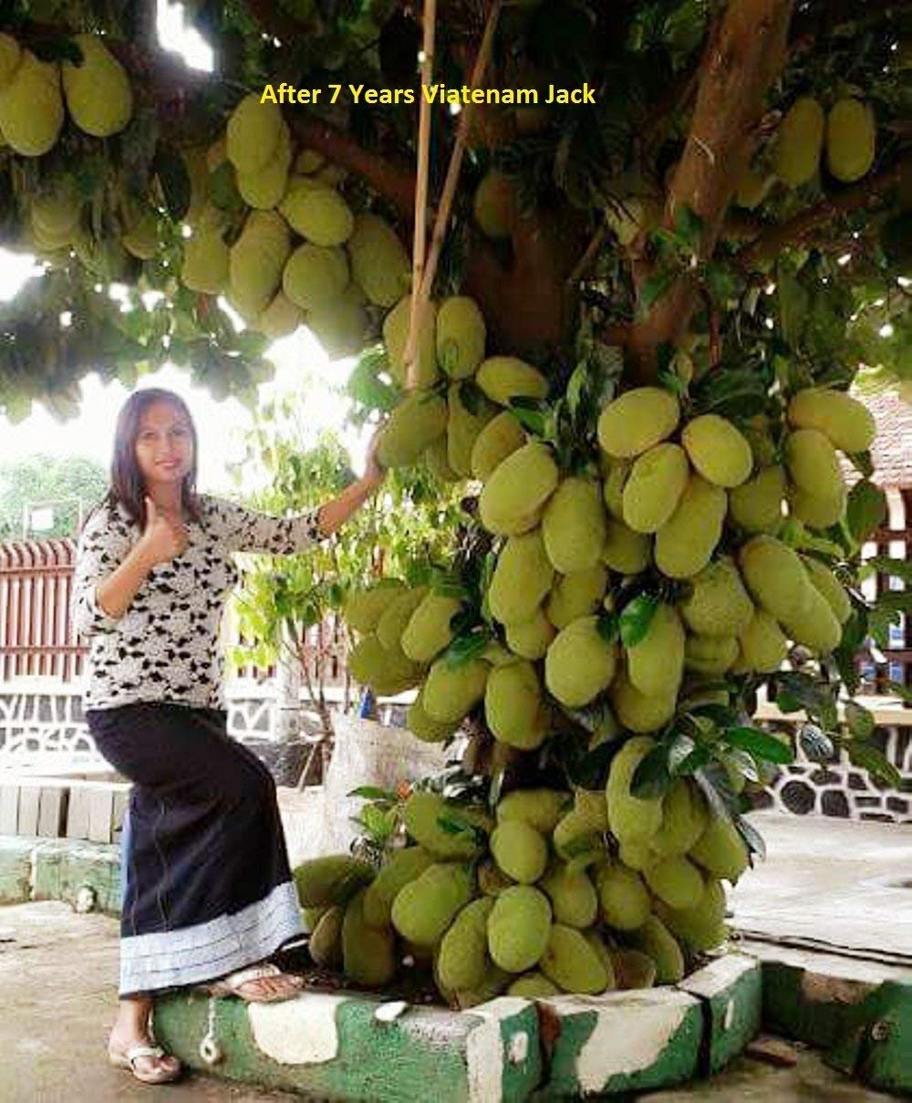 Puspita Nursery Rare Dwarf Vietnam Jackfruit Imported Live Plant Produce 2 Times Fruit in the Year