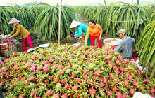 Load image into Gallery viewer, Puspita Nursery Dragon Fruit Plant Imported Thai Variety Produce Big Size Pink Color Fruit
