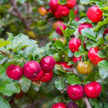 Load image into Gallery viewer, Puspita Nursery Live Sweet Cherry Fruit Plant Barbados Variety
