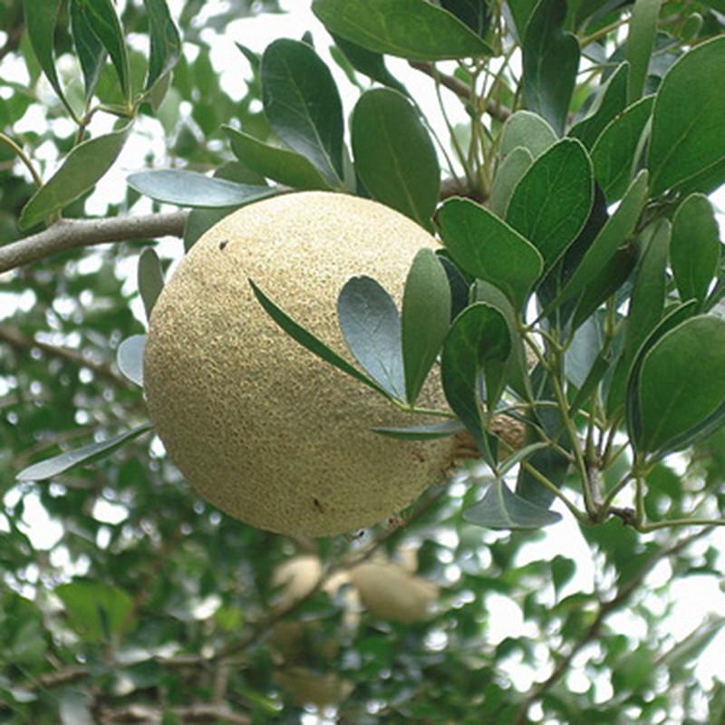 Puspita Nursery Wood Apple elephant-apple – Bael Fruit Plants & Tree