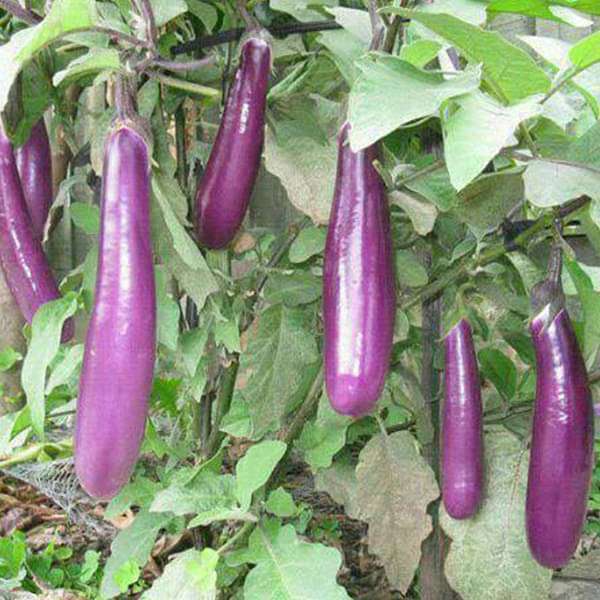 Puspita Nursery Brinjal Purple Color Long Shape Organic & Hybrid Seeds.