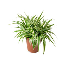 Load image into Gallery viewer, Chlorophytum Spider Plant

