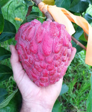 Load image into Gallery viewer, Rare Thai Sugar-Apple Sitafal fruit Plant (Annona squamosa) Rare Variety Fresh &amp; Healthy Plant
