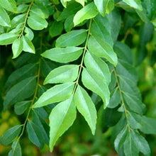 Load image into Gallery viewer, Puspita_Nursery Live Curry Leaves Sweet Neem Plant
